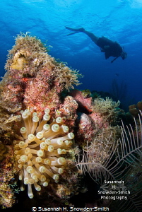 I found this beautiful giant anemone on a shallow reef.  ... by Susannah H. Snowden-Smith 
